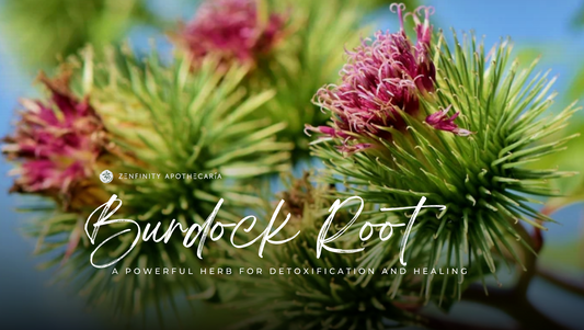 Burdock Root: A Powerful Herb for Detoxification and Healing