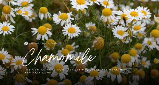 Chamomile: The Gentle Herb for Relaxation, Digestive Health, and Skin Care