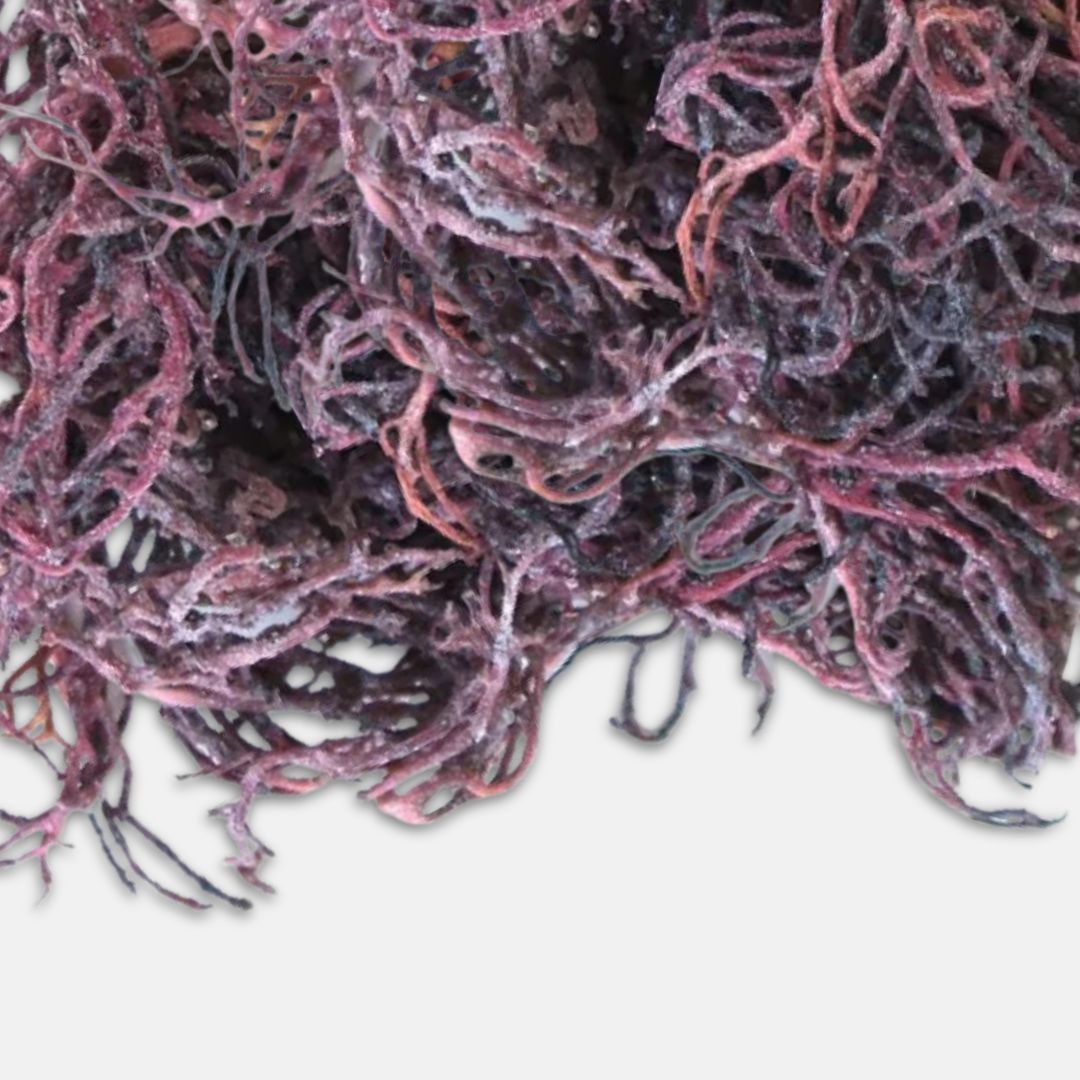 Purple Irish Sea Moss