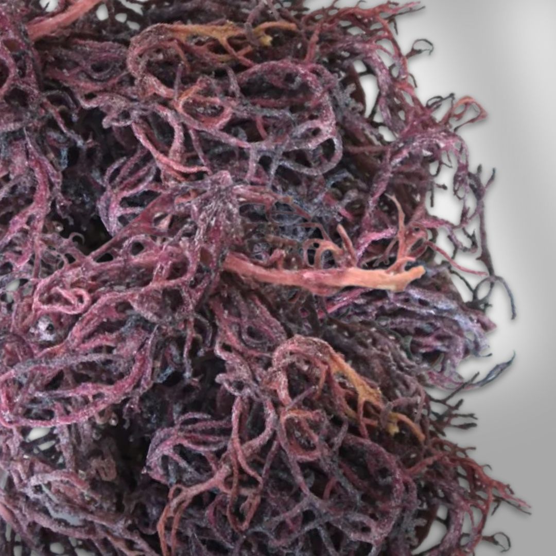 Purple Irish Sea Moss