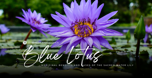 Blue Lotus: Medicinal Benefits and Uses of the Sacred Water Lily