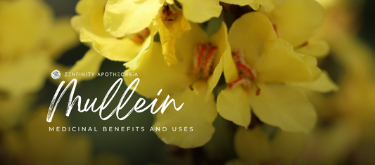 Mullein: Medicinal Benefits and Uses