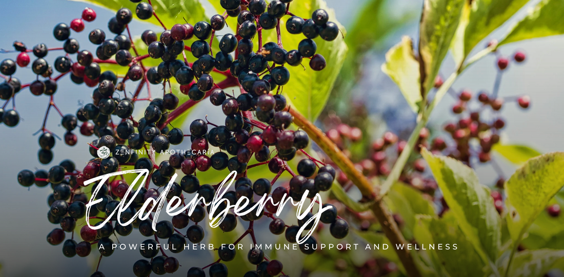 Elderberry: A Powerful Herb for Immune Support and Wellness