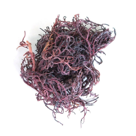 Purple Irish Sea Moss