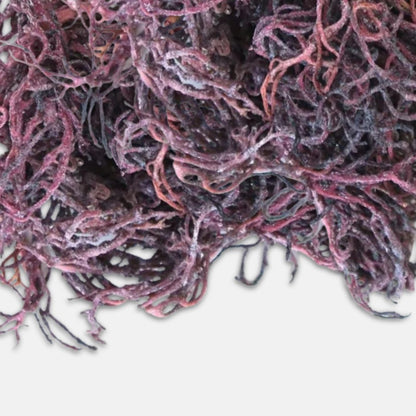 Purple Irish Sea Moss