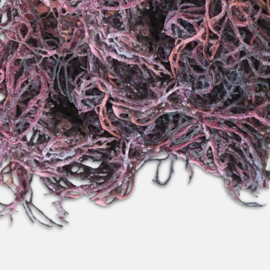 Purple Irish Sea Moss